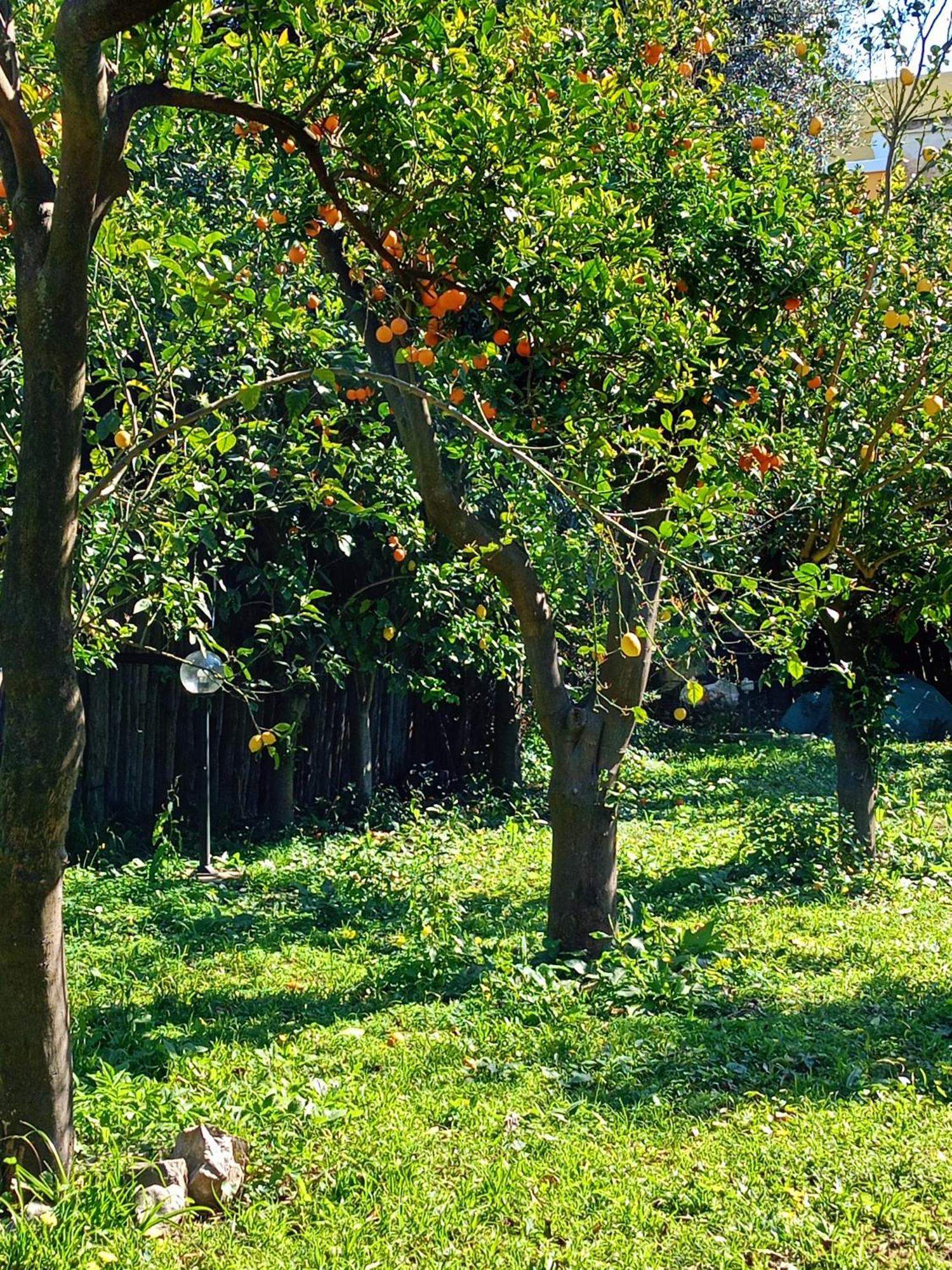 Villino L'Aranceto Sorrentino Bed & Breakfast Meta Eksteriør bilde